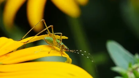 Closeup of Katydid nymph insect predator Video stock 77847081