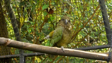 Closeup of a Kea bird, alpine parrot native to New Zealand, perched on Stock Footage 282766631