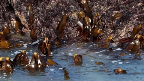 Closeup of Kelp at low tide. Bristol Channel. Devon. England. UK Stock Footage 235126668