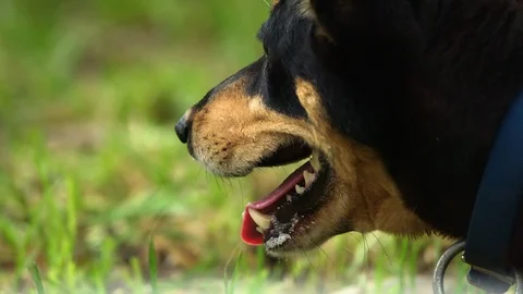 Closeup of kelpie dog mustering sheep in Australia. Stock Footage 87859909