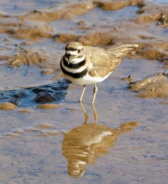 Closeup of Killdeer bird on cold winter day Фото