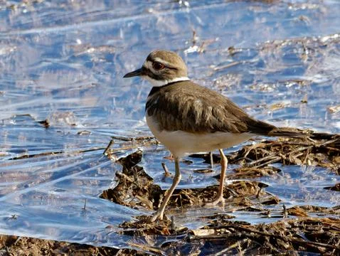 Closeup of Killdeer bird on cold winter day Фото