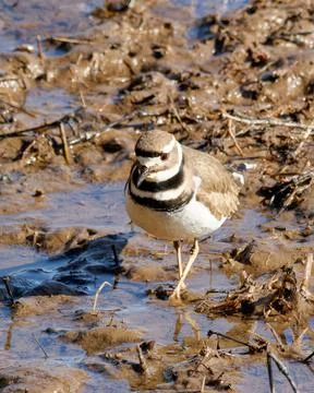 Closeup of Killdeer bird on cold winter day Foto stock