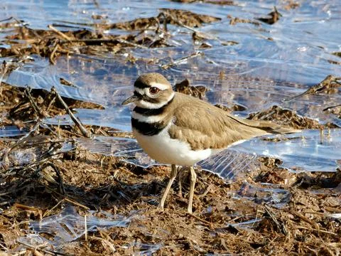 Closeup of Killdeer bird on cold winter day Stock Photos