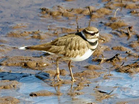 Closeup of Killdeer bird on cold winter day 库存照片