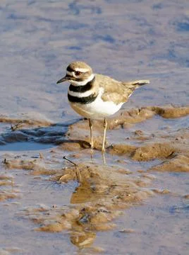 Closeup of Killdeer bird on cold winter day Fotos de archivo