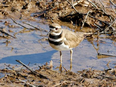 Closeup of Killdeer bird on cold winter day Stock-Fotos