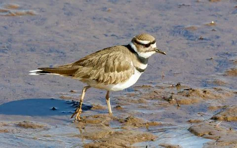 Closeup of Killdeer bird on cold winter day Fotos Stock