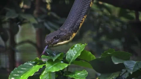 Closeup of king cobra hanging on a tree branch in the forest. Stock Footage 341345027