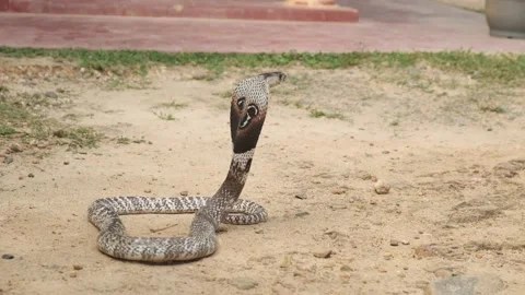 Closeup of The King Cobra Snake on the sand in Sri Lanka Stock Footage 139500468