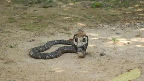 Closeup of The King Cobra Snake on the sand in Sri Lanka Stock Footage 139500479