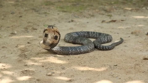 Closeup of The King Cobra Snake on the sand in Sri Lanka Stock Footage 139500508
