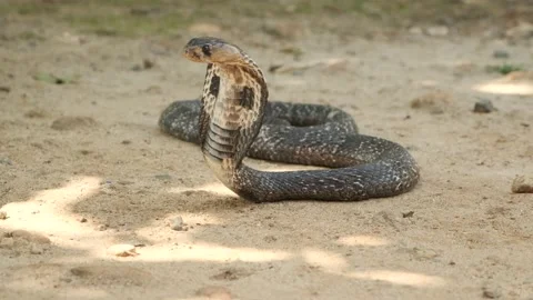 Closeup of The King Cobra Snake on the sand in Sri Lanka Stock Footage 139500520