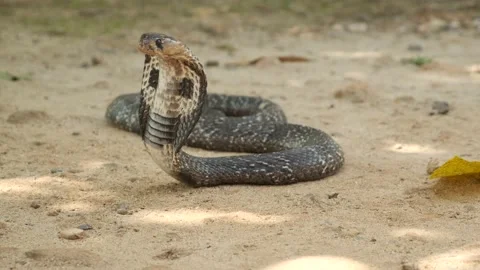 Closeup of The King Cobra Snake on the sand in Sri Lanka Stock Footage 139500533