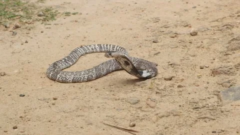 Closeup of The King Cobra Snake on the sand in Sri Lanka Stock Footage 139500537