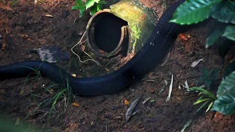 Closeup of king cobra tail, longest venomous snake in the world. Stock Footage 341345163