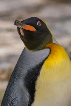 Closeup of a King penguin facing to the side Stock Photos