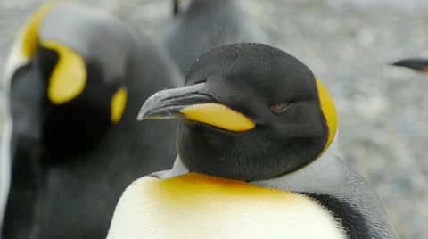 Closeup of King Penguin Stock Footage 11958461