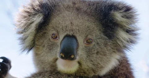 Closeup of koala in the Australian bush looking at camera - 4K 30P. Stock Footage 87848990