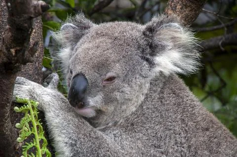 Closeup of a koala sitting in tree Stock Photos
