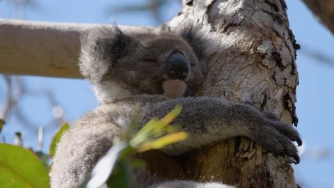 Closeup of koala sleeping in gum tree in south-east Australia. Stock Footage 87640235