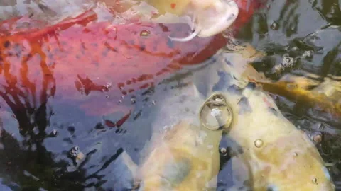 Closeup of Koi Fish Eating in Backyard Pond Stock Footage 230044662