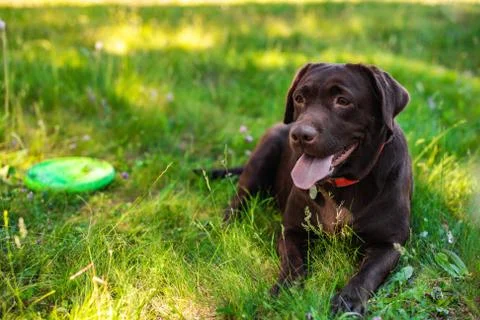 Closeup labrador lying during rest  on the green lawn Stock Photos