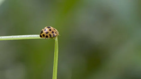 Closeup of the lady bug in the green grass 4K Stock Footage 97088434