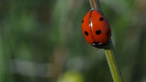 Closeup of the lady bug in the green grass. Stock Footage 130057737