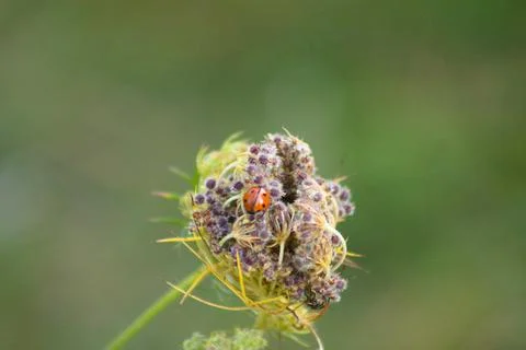 Closeup of lady bug on wild carrot flower with selective focus on foreground Foto stock