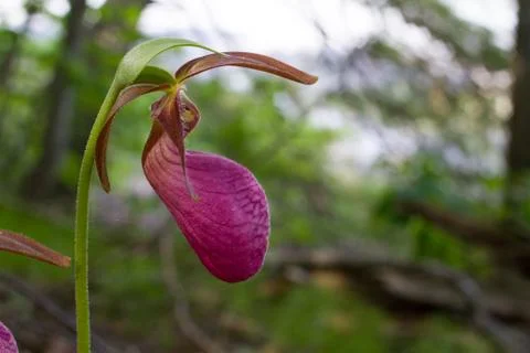 Closeup of Lady Slipper Stock-Fotos
