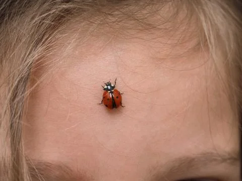 Closeup of ladybird bug on forehead Stock Photos