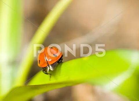 Closeup of ladybirds back on grass Stock Illustration