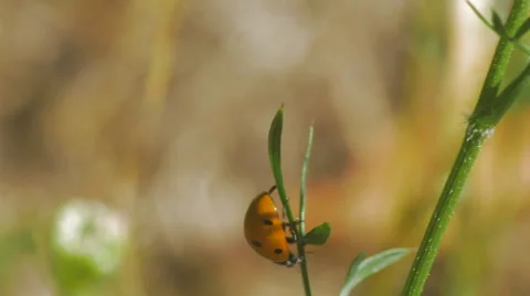 Closeup of ladybug climbing plant Stock Footage 53211502