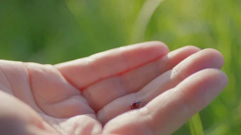 Closeup Of Ladybug Crawling On Hand, In Green Grass, On Sunny Day Stock-Footage 129484744