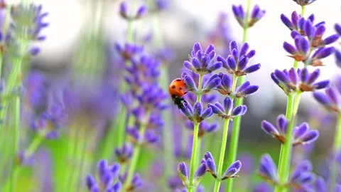 Closeup ladybug crawling on lavender flowers Stock Footage 201156442