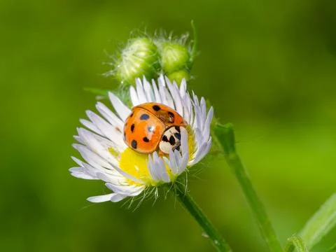 Closeup of ladybug on daisy fleabane flower Foto stock