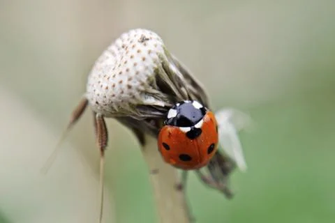 Closeup of ladybug at dandelion flower Fotos de archivo