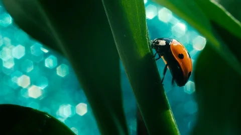 Closeup of the ladybug in the green grass Stock Footage 92171139