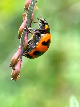 Closeup of a ladybug on a green leaf (11) Fotos Stock
