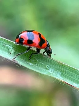 Closeup of a ladybug on a green leaf (14) Fotos Stock