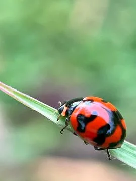 Closeup of a ladybug on a green leaf (20) Фото