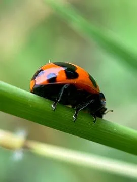 Closeup of a ladybug on a green leaf (22) Photos