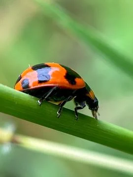 Closeup of a ladybug on a green leaf (23) Фото