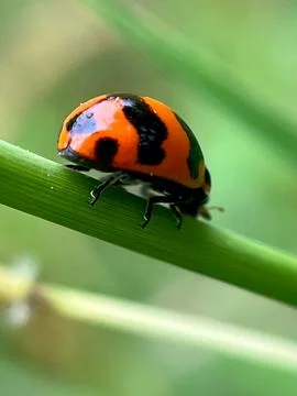 Closeup of a ladybug on a green leaf (24) Fotos de archivo