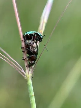 Closeup of a ladybug on a green leaf (25) Fotos Stock