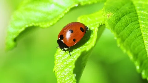 Closeup of Ladybug on green leaf 4K Stock Footage 109151435