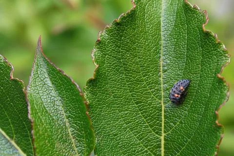 Closeup of a ladybug larvae on a green leaf Stock Photos