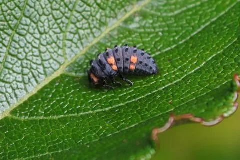 Closeup of a ladybug larvae on a green leaf Stock Photos