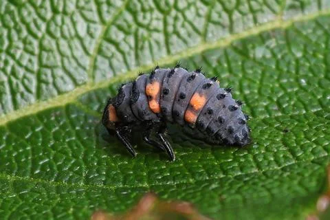 Closeup of a ladybug larvae on a green leaf Stock Photos